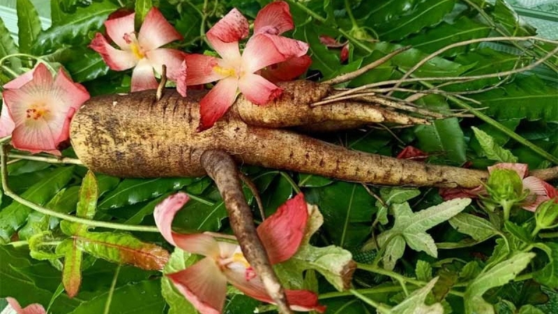 sambochinh1db0c4a48d9